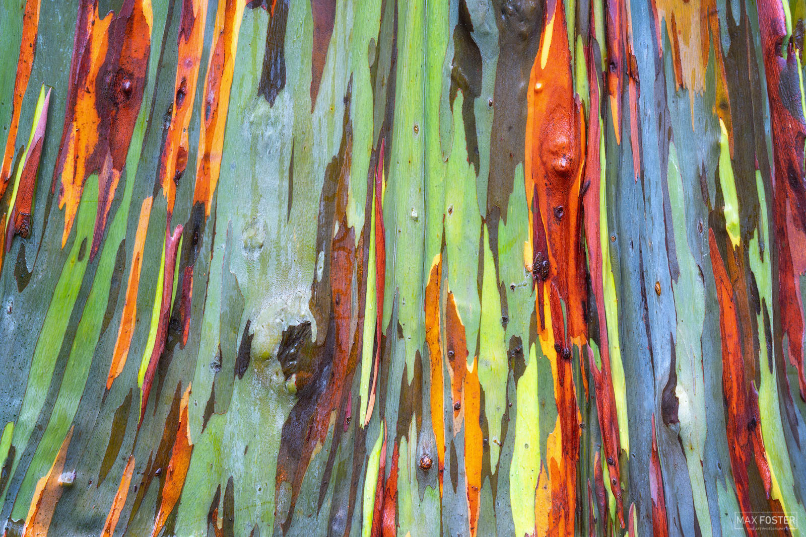 Rainbow Eucalyptus Tree Kauai Original Acrylic Painting OOAK